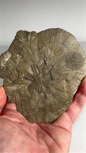 Pyrite Sun" from Sparta, Illinois, U.S.A. These extraordinary crystal structures known as "Pyrite Sun" actually formed deep underground under great pressure about 350 million years ago. These round disks sometimes occur between seams of coal and may be found when coal is mined. Although pyrite is quite common worldwide, the disk form is virtually unique to Illinois. Origin: Sparta, Illinois, U.S.A. Size : 34 x 10 x 10 mm Weight: 181 grams Credits: @pacificminerals | Geology Love