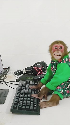 Smart Baby Monkey Kobi Shows Computer Skills