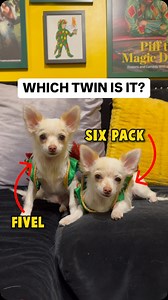 3.3K views · 107 reactions | Can the Piff crew figure out which twin is Fivel or Six Pack? #piffthemagicdragon #comedy #magician #funny #standup #puppies #twins #chihuahuapuppy | Piff the Magic Dragon | Facebook