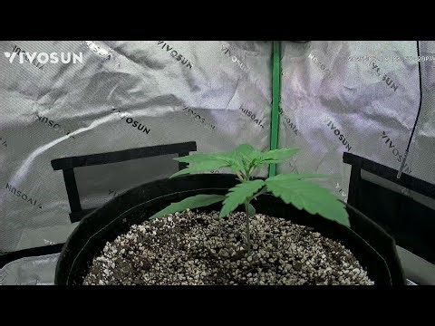 Alien Vs Triangle Timelapse