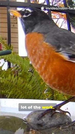 WAIT—Robins See Worms??!! 5 Facts in 35s #birds #americanrobin #birdspecies #backyardbirds