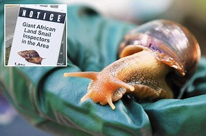 Video shows the African land snail, the invasive species was discovered in Broward County