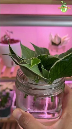 Hoya Cuttings Propagation in Water : Hoya Polyneura Variegated