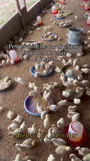 *Étapes d’une unité de production de 1 000 poulets de chair* 1. *Préparation du site et du poulailler* Nettoyage, désinfection, installation des abreuvoirs, mangeoires et système de chauffage (si besoin). 2. *Réception des poussins d’un jour* Achat de 1 000 poussins auprès d’un couvoir certifié. Accueil dans de bonnes conditions : chaleur, eau sucrée, vitamines. 3. *Phase d’élevage (croissance)* - *1 à 14 jours :* Alimentation avec démarrage surveillance de la température. - *15 à 28 jours :* Tr