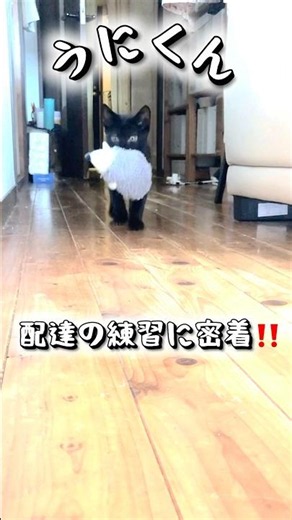 クロネコがみんなヤマトになれる訳ではないよね🥹#今日のうにといくら #黒猫 #クロネコヤマト #配達員 #子猫の成長動画 #猫 #cat #子ネコ #保護猫 #練習 #かわいい #かわいい猫