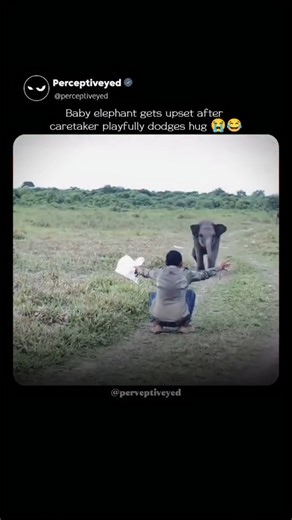 Mr Daily Lols on Instagram: "The clip opens like a harmless little game. A first-person view, a caretaker teasingly dodging a hug, and a baby elephant happily stepping closer, expecting affection. For a second, it feels like pure playful chaos. Then the twist lands. The hug never comes, and the tiny elephant freezes, its body language sinking into a soft, almost human disappointment that instantly flips the mood. That pause is what hooks everyone. In just a few seconds, the moment turns from fun
