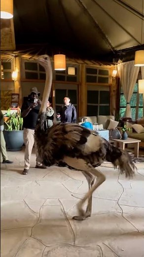 Ostrich “checks in” at Maasai Mara lodge in Narok, Kenya