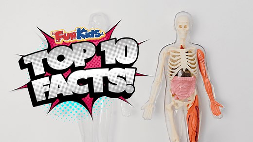 Top 10 Facts about Organs! - Fun Kids - the UK's children's radio station