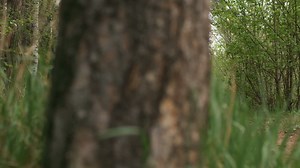 Ground level view of senior man and woman running along forest trail Free Stock Video Footage