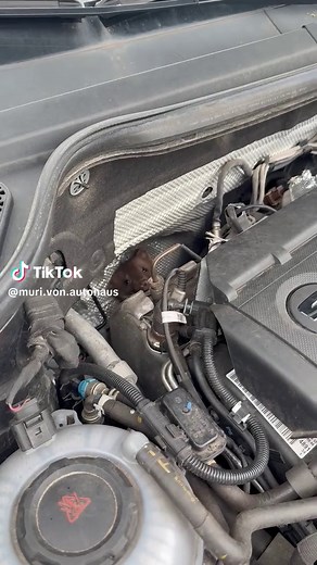 Marder in meinem Auto: Schäden und Lösungen