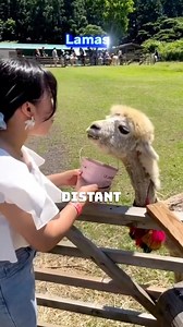 "Llamas: Beautiful but Spitty Creatures" #Llamas #AnimalBehavior #SpittingAnimals #SouthAmerica #WildlifeFacts | Satisfying Videos
