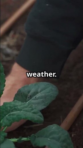 Kale – The Cold-Hardy Green You Can Plant in September 🥬❄️ #FallGarden #Kale #ColdCrops