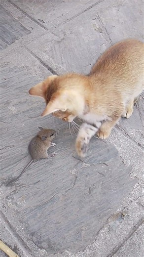attack mouse#cat #attack #disturbing #mouse #trap #natural #law #please #subscribe #youtube #shorts
