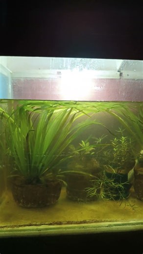 My Native Fish Tank | Need More Fish For This Tank #nativefish #fish #shorts #fishlover