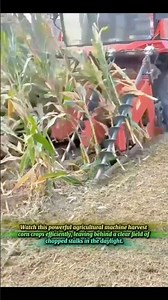 Watch This Big Red Combine Harvest Corn Fields Today