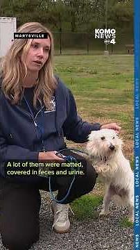 68-year-old man accused of keeping 40-plus terriers in cramped trailer appears in court