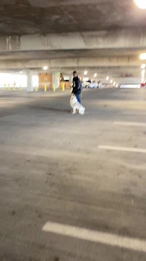 1.9K views · 28 reactions | Boot Learning Scent Work | Stan Smith | Facebook