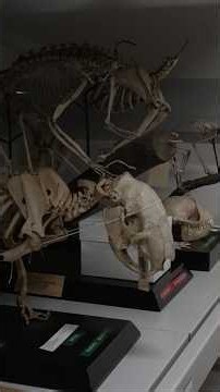 In our vertebrate store I The skeletons