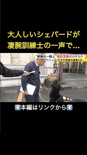 ⬆️本編はリンクから⬆️警察犬に迫る危機…全国で9割近くが『嘱託犬』の現実 コスト負担と後継者不足で体制維持に課題「お金のこと言ったらダメだが…」#shorts