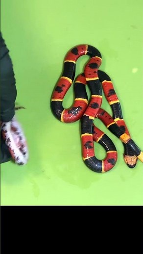 Coral Snake vs Scarlet Snake Differences