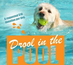 Drool in the Pool - Heritage Humane
