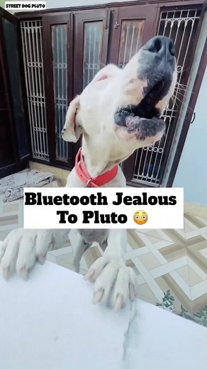 Bluetooth Jealous of Pluto😤😤 #283 Street Dog Pluto @highlight #viralreels #minivlog #viral #reels #doglover #dog #mini #dogsofinstagram #reelsfb #dogvlog | Street Dog Pluto