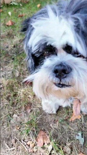 Assistant asks Can Waffles the Dog Solve the Halloween Maze? 🎃🐶#FamilyFun #FunnyDogs