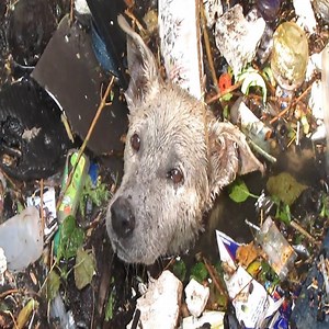 65K views · 258 reactions | Good Job! Top 10 touching animal rescue. #Animal | Soul | Facebook