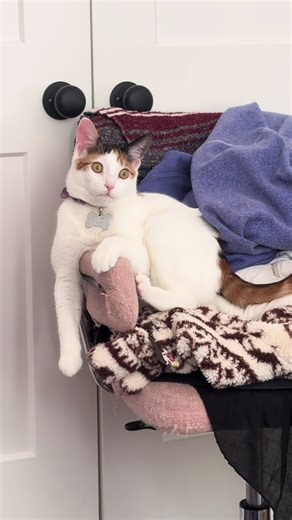 minnie moo posing like vogue