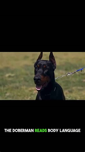 Why dobermans are the best guard dogs ever!