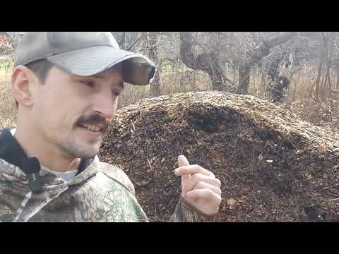 Back to Eden Gardening Method is MORE Than Just Wood Chips