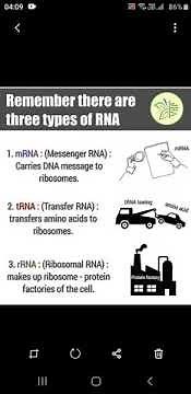 3 types of RNA