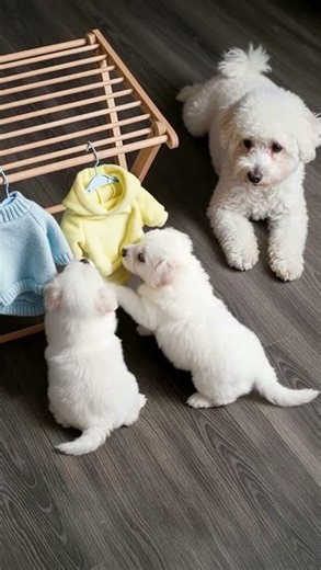 Fresh Laundry Day 🧺❤️ Cute Bichon Family Check Their Clean Clothes