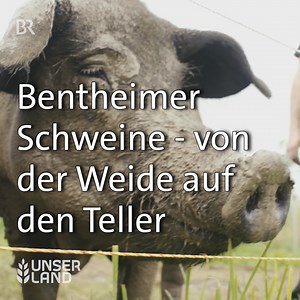 84K views · 1.3K reactions | Auf dem Hof von Korbinian Arzberger dürfen die Bentheimer Schweine ein artgerechtes Leben führen – mit Weidehaltung. Das Biofleisch hat seinen Preis, aber die Stammkundschaft schätzt es. | Unser Land | Facebook