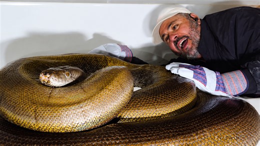 Handling a giant python’s eggs becomes a careful rescue challenge