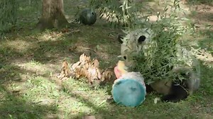 Smithsonian's National Zoo Panda Treated to Sweet 26th Birthday Celebration