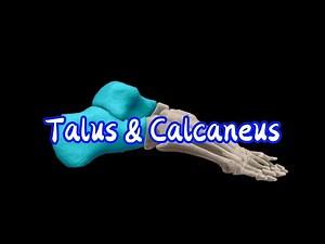 Tarsal Bones: Talus & Calcaneus