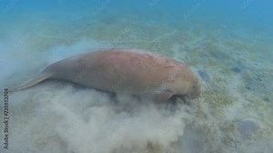 Dugong (Dugong dugon) feeding sea grass at shallow water. Sea cow