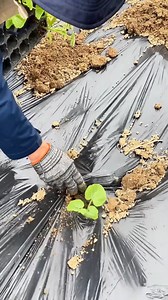 2.3K views · 30 reactions | A busy day on the farm: planting pumpkins and prepping corn for tomorrow! #FarmLife #CornPlanting | Planting with Kuan | Facebook