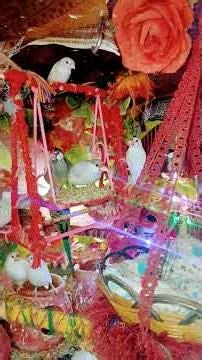 mashallah nice 👌 budgies parrot java sparrow mini sparrow finches Dave #birds #ytshorts