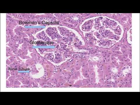 Histology of the Kidney