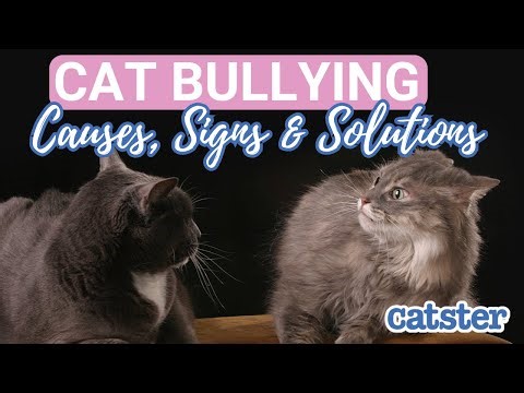 Cat Bullying 101: What You Need To Know