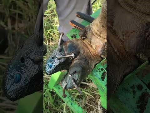 Amazing Hoof Transformation – Cleaning, Trimming & Treating Infections!