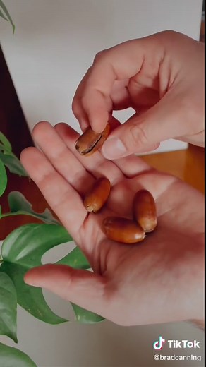 How to Grow an Acorn at Home