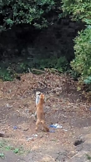 Fox fighting in the back garden and makes weird noises. #foxfights #fox #animalfight #wildlife