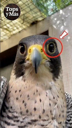 How This Falcon Survives Falling at 300 km/h 🦅