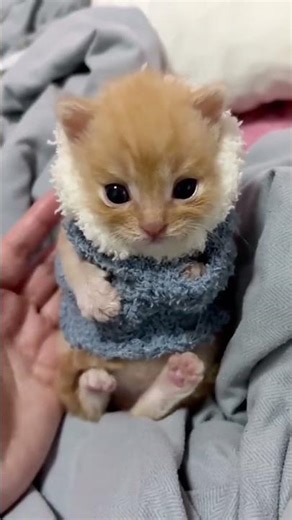 This is why kittens run the internet! 😹