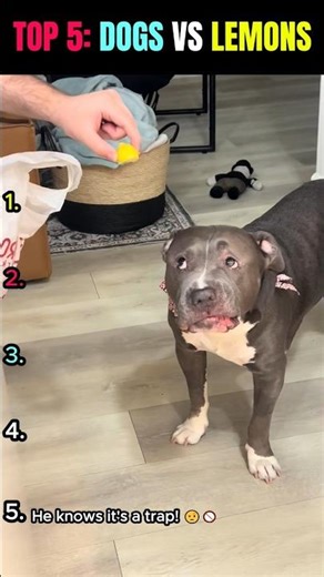 Dog vs Lemon: The Funniest Reactions Ever! 🐶😝 #shorts #funny #animals