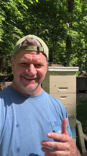 My Bees SWARMED - and I Caught Them!