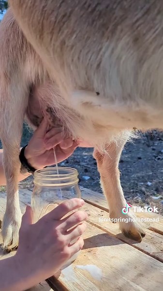 Daily Goat Milking Routine with Millie and Pearl